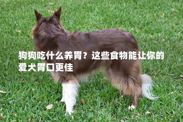 狗狗吃什么养胃？这些食物能让你的爱犬胃口更佳