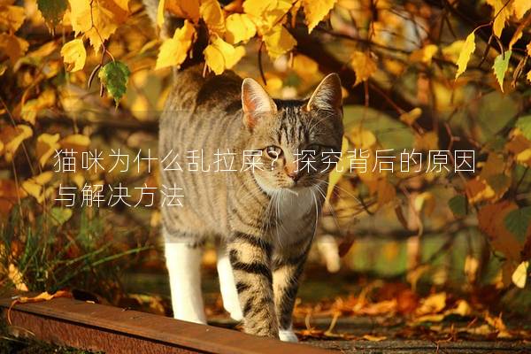 猫咪为什么乱拉屎？探究背后的原因与解决方法