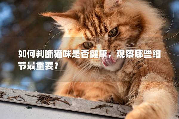 如何判断猫咪是否健康，观察哪些细节最重要？