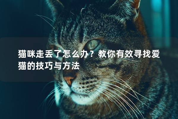 猫咪走丢了怎么办？教你有效寻找爱猫的技巧与方法