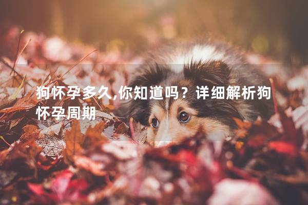 狗怀孕多久,你知道吗？详细解析狗怀孕周期