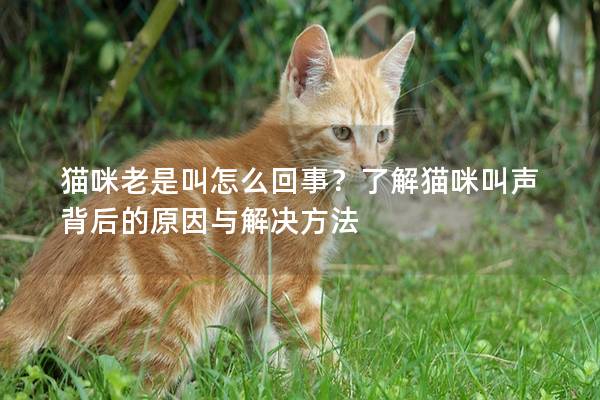 猫咪老是叫怎么回事？了解猫咪叫声背后的原因与解决方法