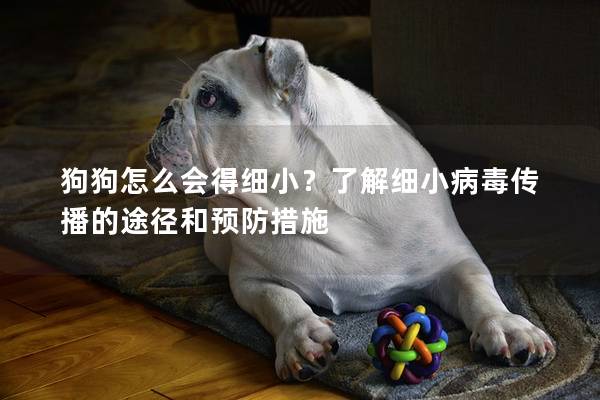 狗狗怎么会得细小？了解细小病毒传播的途径和预防措施