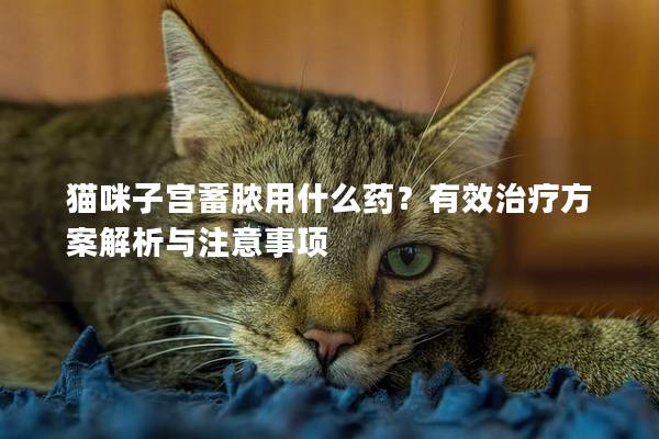 猫咪子宫蓄脓用什么药？有效治疗方案解析与注意事项