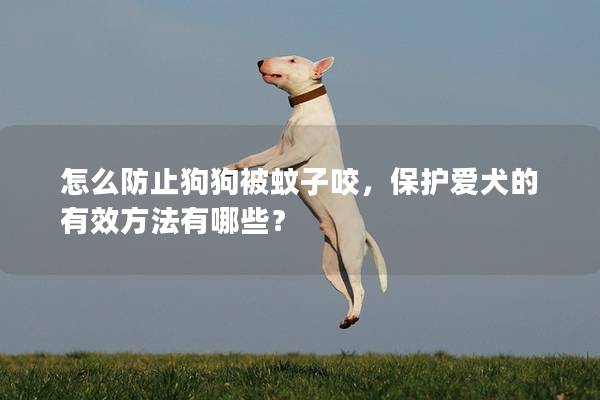 怎么防止狗狗被蚊子咬，保护爱犬的有效方法有哪些？