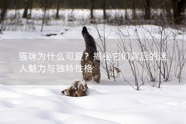 猫咪为什么可爱？揭秘它们背后的迷人魅力与独特性格