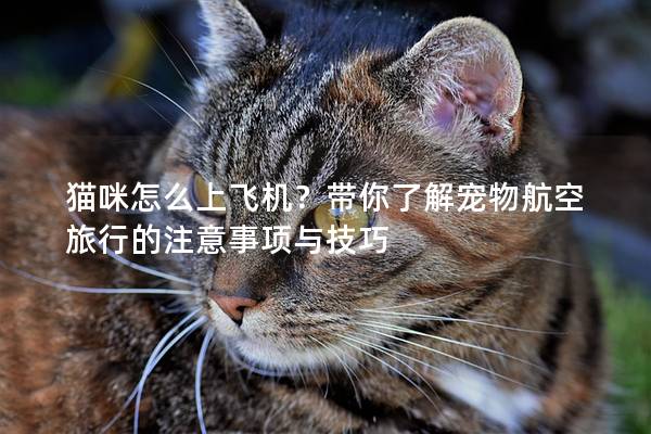 猫咪怎么上飞机？带你了解宠物航空旅行的注意事项与技巧