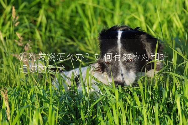 狗狗发烧怎么办？如何有效应对和护理你的爱犬