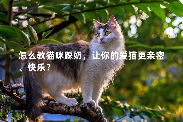 怎么教猫咪踩奶，让你的爱猫更亲密、快乐？