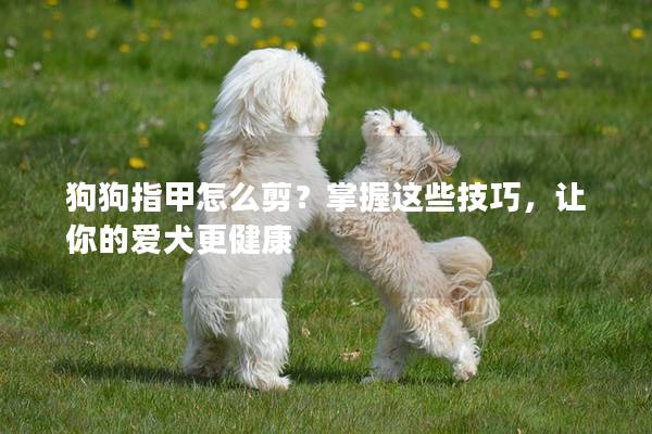 狗狗指甲怎么剪？掌握这些技巧，让你的爱犬更健康