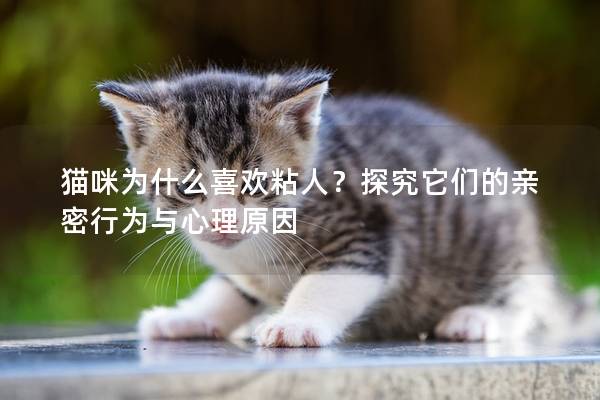 猫咪为什么喜欢粘人？探究它们的亲密行为与心理原因