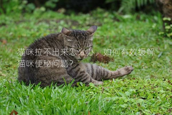 猫咪拉不出来怎么办，如何有效缓解猫咪便秘问题？