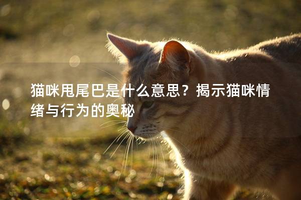 猫咪甩尾巴是什么意思？揭示猫咪情绪与行为的奥秘