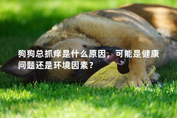 狗狗总抓痒是什么原因，可能是健康问题还是环境因素？