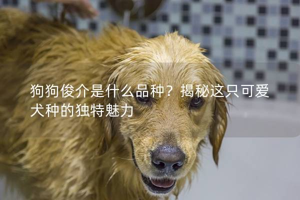 狗狗俊介是什么品种？揭秘这只可爱犬种的独特魅力