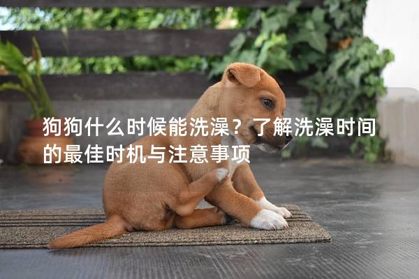 狗狗什么时候能洗澡？了解洗澡时间的最佳时机与注意事项