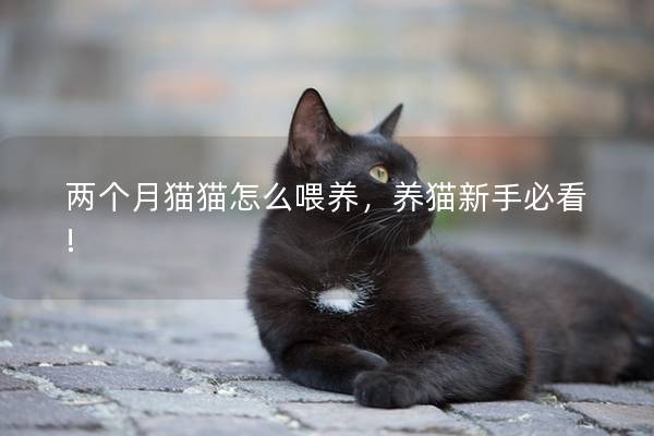 两个月猫猫怎么喂养，养猫新手必看!