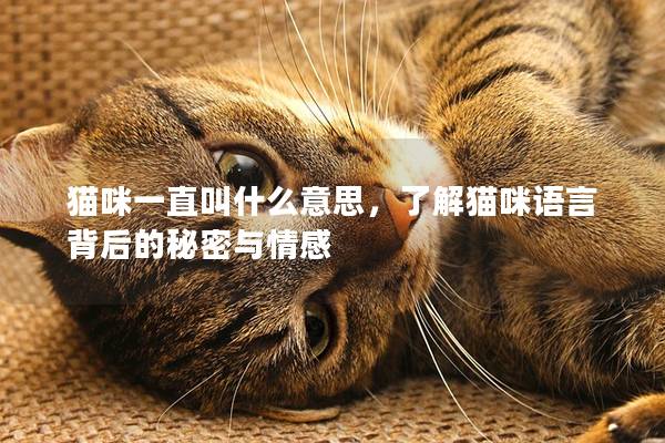 猫咪一直叫什么意思，了解猫咪语言背后的秘密与情感