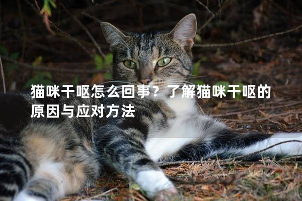 猫咪干呕怎么回事？了解猫咪干呕的原因与应对方法