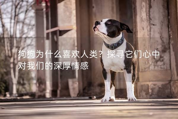 狗狗为什么喜欢人类？探寻它们心中对我们的深厚情感