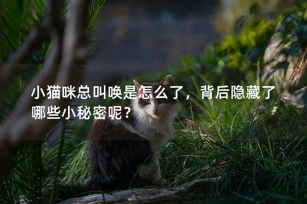 小猫咪总叫唤是怎么了，背后隐藏了哪些小秘密呢？