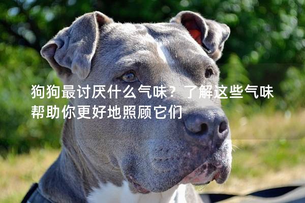 狗狗最讨厌什么气味？了解这些气味帮助你更好地照顾它们