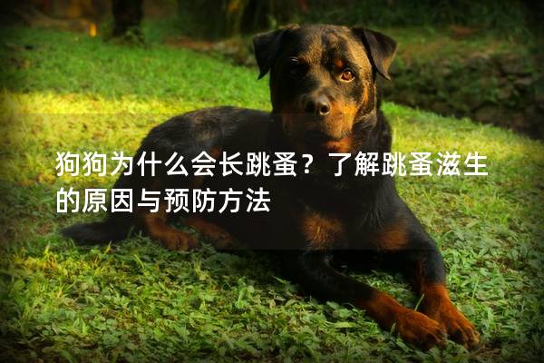 狗狗为什么会长跳蚤?了解跳蚤滋生的原因与预防方法