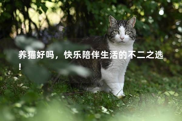 养猫好吗，快乐陪伴生活的不二之选!