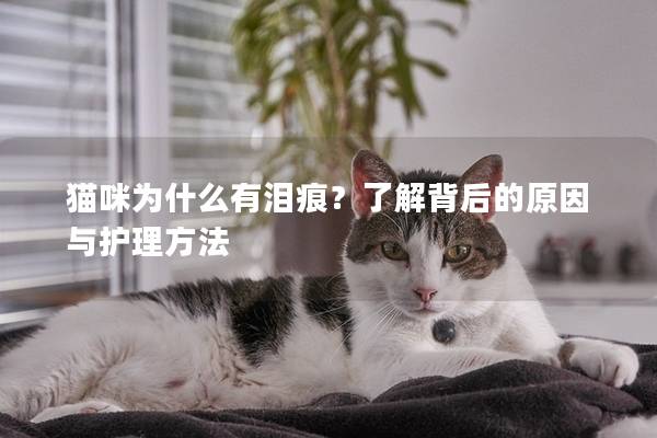 猫咪为什么有泪痕？了解背后的原因与护理方法