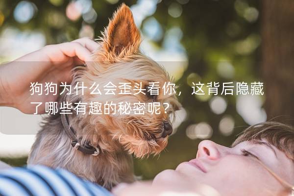 狗狗为什么会歪头看你，这背后隐藏了哪些有趣的秘密呢？