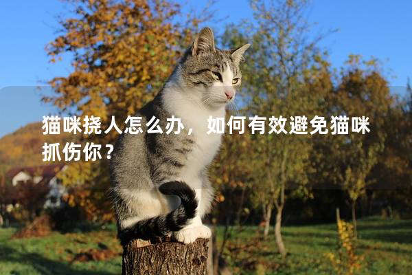 猫咪挠人怎么办,如何有效避免猫咪抓伤你?