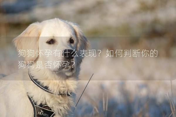 狗狗怀孕有什么表现？如何判断你的狗狗是否怀孕？