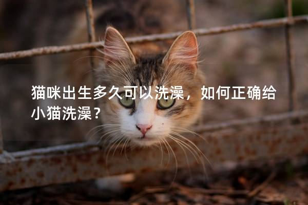 猫咪出生多久可以洗澡，如何正确给小猫洗澡？