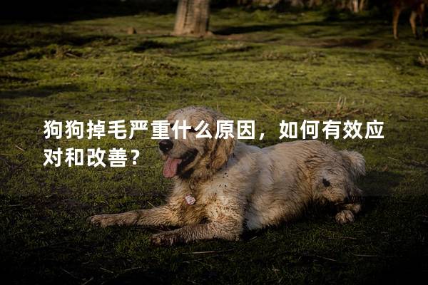 狗狗掉毛严重什么原因，如何有效应对和改善？