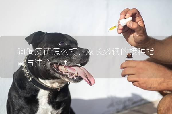 狗狗疫苗怎么打，家长必读的接种指南与注意事项