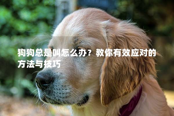 狗狗总是叫怎么办？教你有效应对的方法与技巧