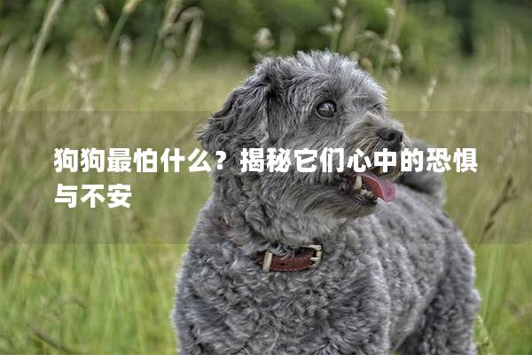 狗狗最怕什么？揭秘它们心中的恐惧与不安