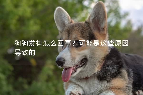 狗狗发抖怎么回事？可能是这些原因导致的