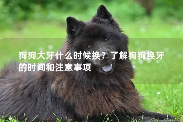 狗狗大牙什么时候换？了解狗狗换牙的时间和注意事项