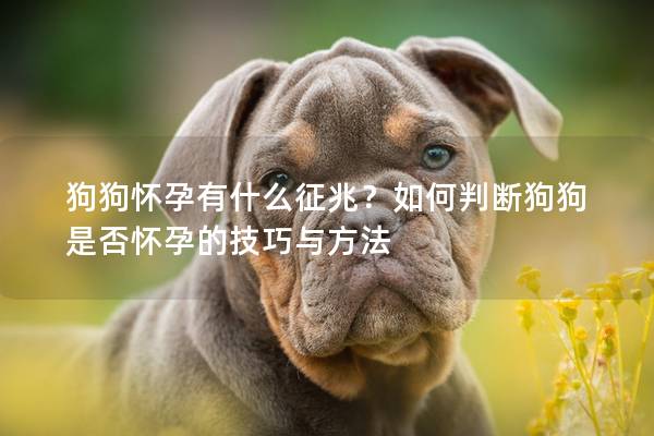 狗狗怀孕有什么征兆？如何判断狗狗是否怀孕的技巧与方法