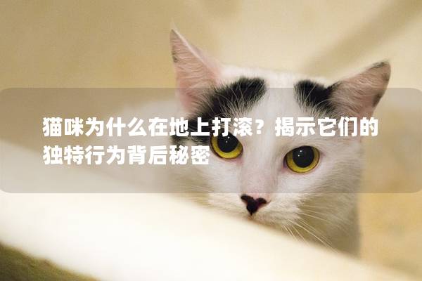 猫咪为什么在地上打滚？揭示它们的独特行为背后秘密