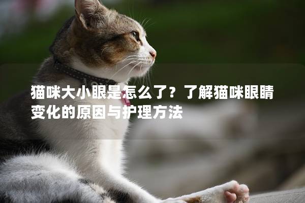 猫咪大小眼是怎么了？了解猫咪眼睛变化的原因与护理方法