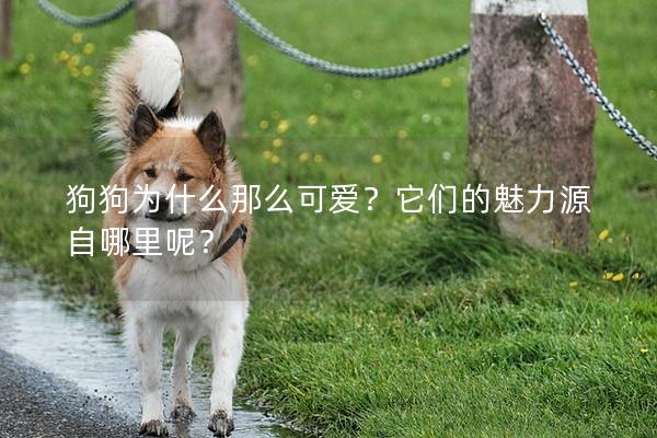 狗狗为什么那么可爱?它们的魅力源自哪里呢?
