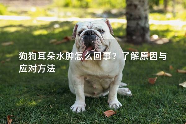 狗狗耳朵水肿怎么回事？了解原因与应对方法