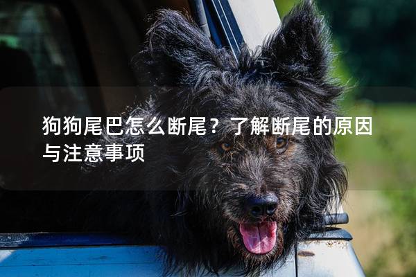 狗狗尾巴怎么断尾?了解断尾的原因与注意事项