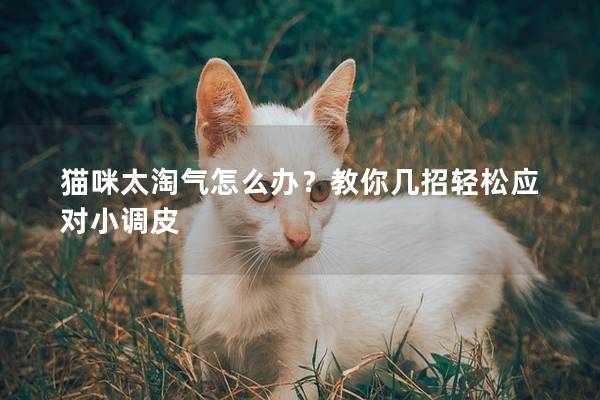 猫咪太淘气怎么办？教你几招轻松应对小调皮