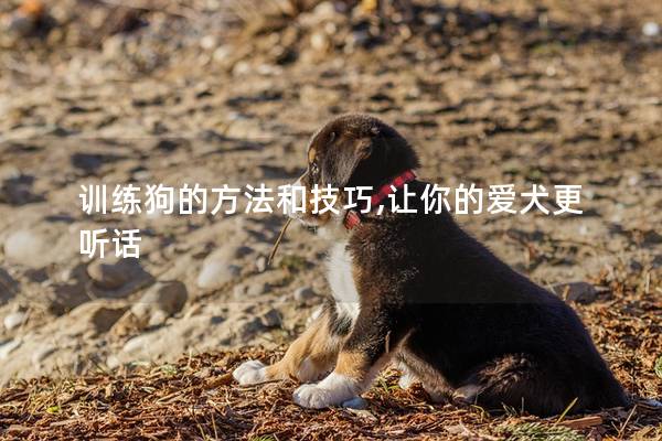 训练狗的方法和技巧,让你的爱犬更听话