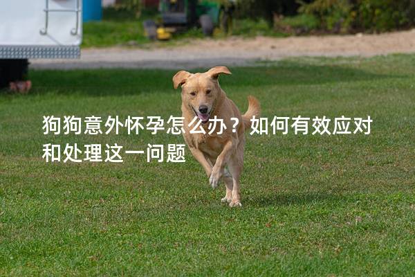 狗狗意外怀孕怎么办？如何有效应对和处理这一问题