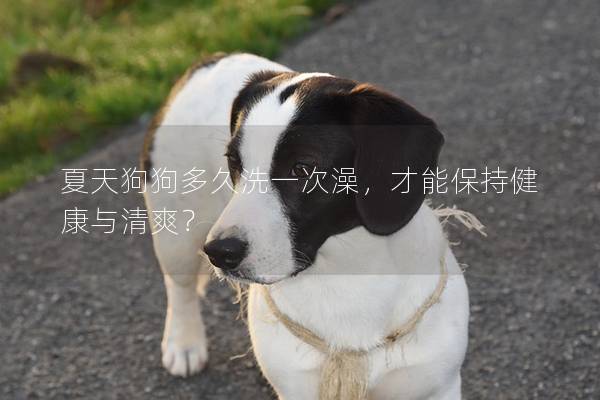 夏天狗狗多久洗一次澡，才能保持健康与清爽？