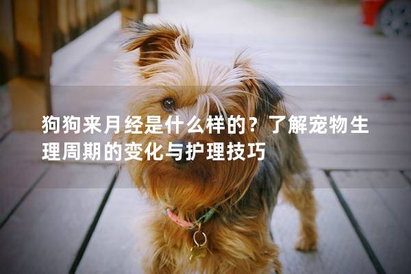 狗狗来月经是什么样的？了解宠物生理周期的变化与护理技巧